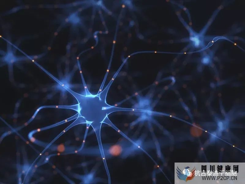 干细胞科普干细胞分类及特点(图17) 干细胞科普干细胞分类及特点(图17)