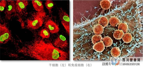 知识简要：干细胞＆免疫细胞(图1)