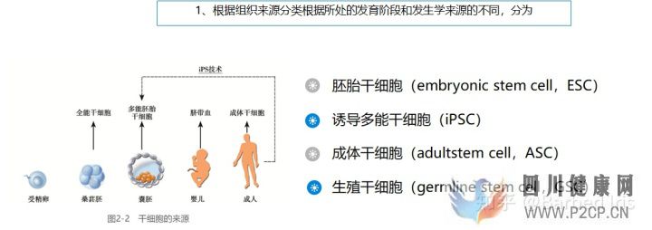 什么是干细胞(图5) 什么是干细胞(图5)