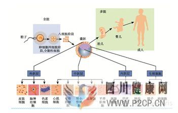 什么是干细胞(图1) 什么是干细胞(图1)