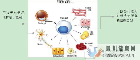 什么是干细胞(图4)