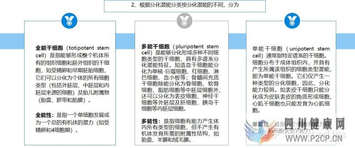 什么是干细胞(图8)