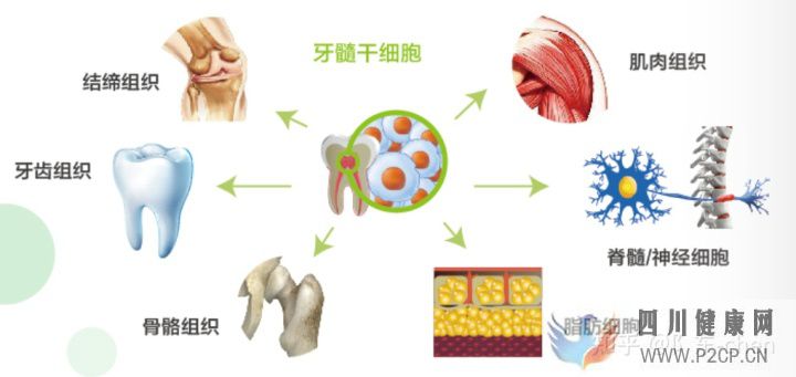 牙髓干细胞储存是骗局吗(图3) 牙髓干细胞储存是骗局吗(图3)