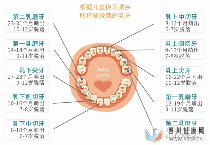牙髓干细胞储存是骗局吗(图1) 牙髓干细胞储存是骗局吗(图1)