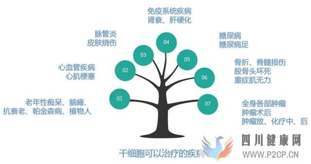 细胞治疗是“医学第三大支柱”,干细胞和免疫细胞有何异同?(图1) 细胞治疗是“医学第三大支柱”,干细胞和免疫细胞有何异同?(图1)