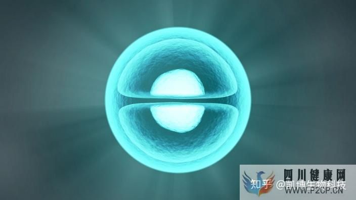 干细胞是什么跟我有什么关系(图1) 干细胞是什么跟我有什么关系(图1)