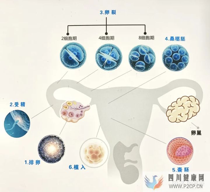 干细胞就是“什么都能干的细胞”(图2) 干细胞就是“什么都能干的细胞”(图2)