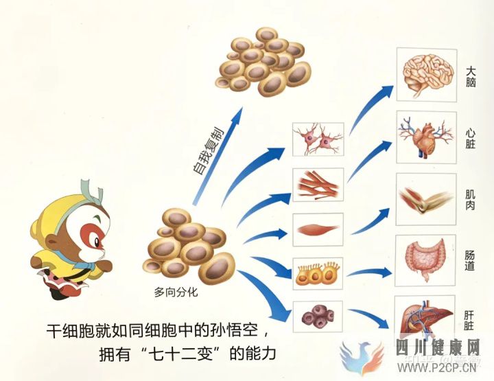 干细胞就是“什么都能干的细胞”(图3) 干细胞就是“什么都能干的细胞”(图3)