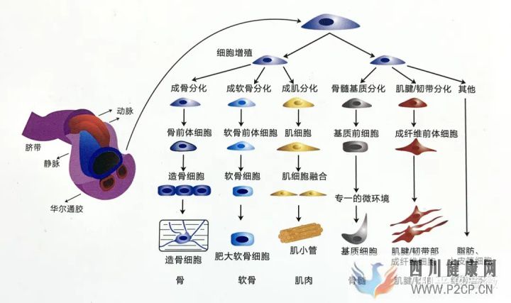 干细胞就是“什么都能干的细胞”(图5) 干细胞就是“什么都能干的细胞”(图5)