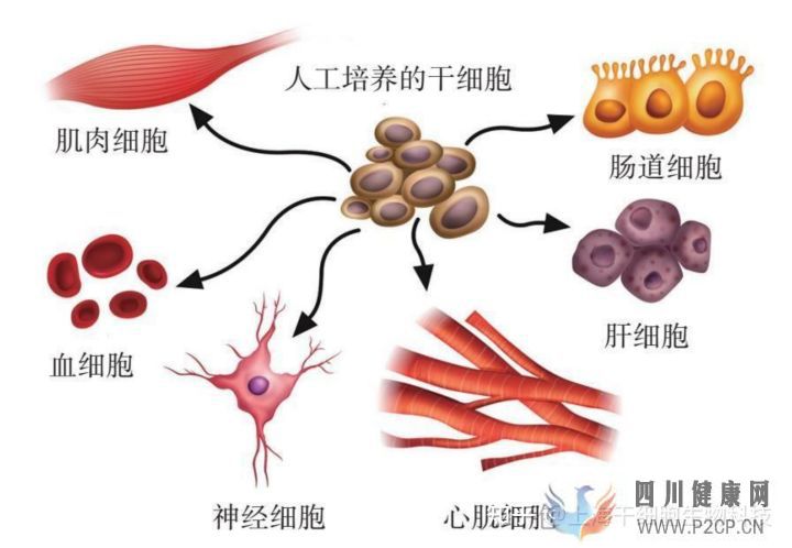 干细胞为什么被称为“全能ACE”,读这篇就够了(图8) 干细胞为什么被称为“全能ACE”,读这篇就够了(图8)
