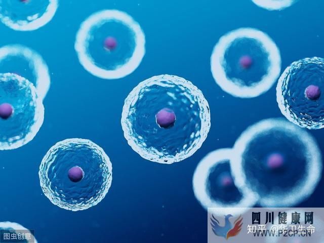神奇的“万能细胞”——干细胞(图3) 神奇的“万能细胞”——干细胞(图3)
