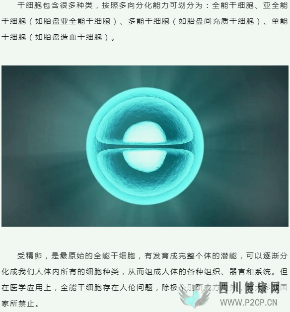 亚全能干细胞——干细胞界的“孙悟空”(图1)