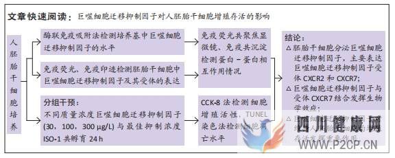 人胚胎干细胞自分泌巨噬细胞迁移抑制因子及受体表达(图1)