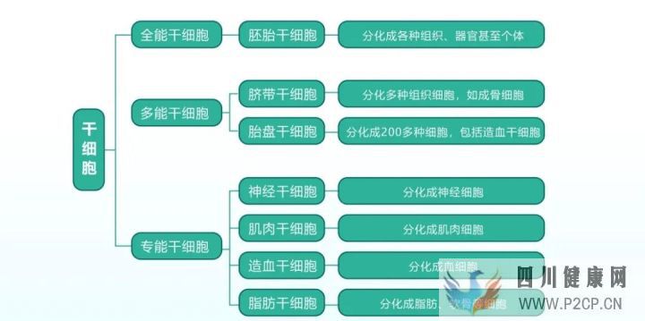 科普丨解答关于干细胞的19个知识点(图1)