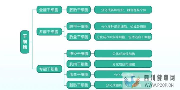 科普丨解答关于干细胞的19个知识点(图2) 科普丨解答关于干细胞的19个知识点(图2)