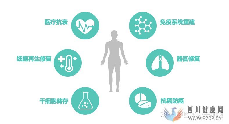科普我们所说的干细胞,到底是什么(图8) 科普我们所说的干细胞,到底是什么(图8)