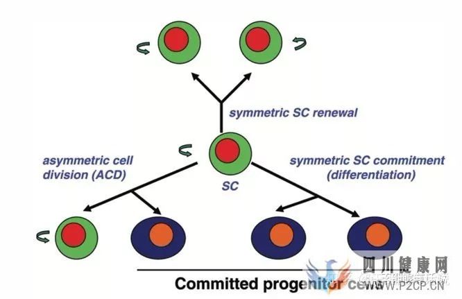 什么是干细胞,带你揭开干细胞神秘面纱……(图7)