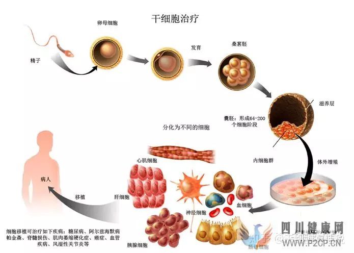 什么是干细胞,带你揭开干细胞神秘面纱……(图3) 什么是干细胞,带你揭开干细胞神秘面纱……(图3)