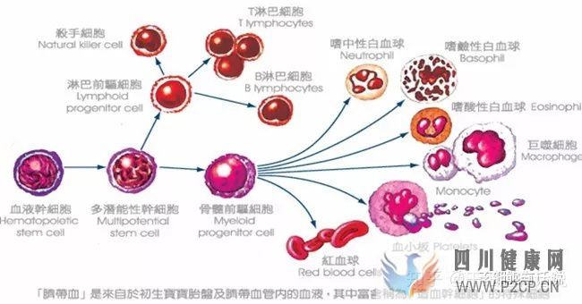 什么是干细胞,带你揭开干细胞神秘面纱……(图5)