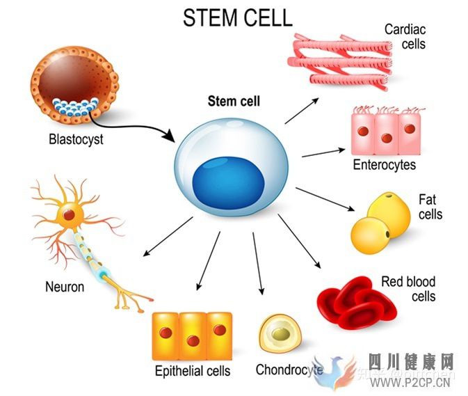 干细胞是如何治疗疾病的(图1)
