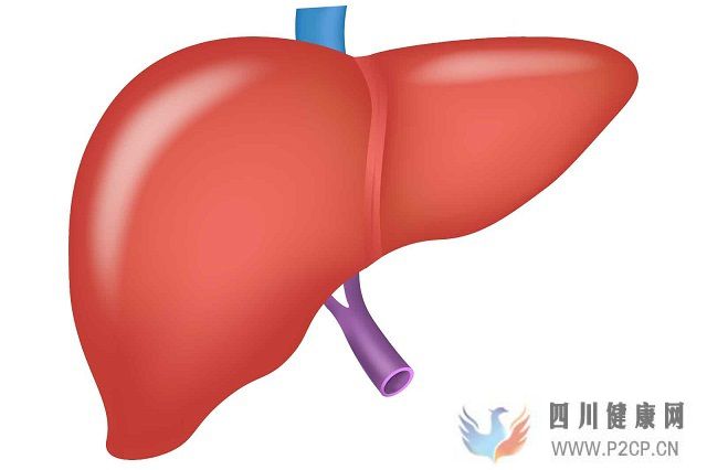 肝硬化、脂肪肝、肝功能不全等肝脏疾病的治疗日本干细胞效果如何(图1)