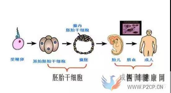 你了解干细胞吗干细胞疗法可以治疗哪些病(图1)