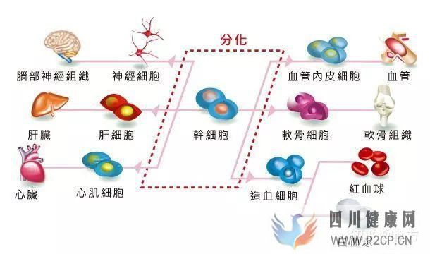 你了解干细胞吗干细胞疗法可以治疗哪些病(图4)