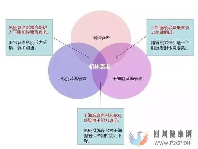 你了解干细胞吗干细胞疗法可以治疗哪些病(图5) 你了解干细胞吗干细胞疗法可以治疗哪些病(图5)