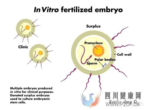 干细胞的适应症以及治疗各系统疾病(图3)