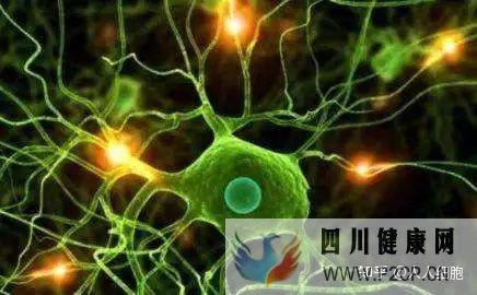 干细胞的适应症以及治疗各系统疾病(图13) 干细胞的适应症以及治疗各系统疾病(图13)