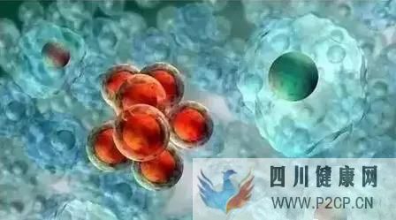 想知道干细胞对治疗哪些疾病有帮助吗?看这里!(图1) 想知道干细胞对治疗哪些疾病有帮助吗?看这里!(图1)