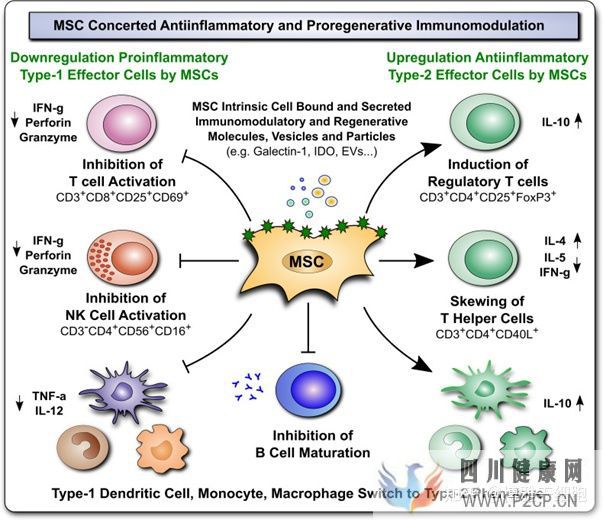新综述间充质干细胞调节人体免疫系统,有潜力治疗...(图6)