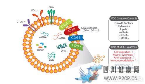 深度!一文读懂间充质干细胞外泌体与疾病的治疗(图4)
