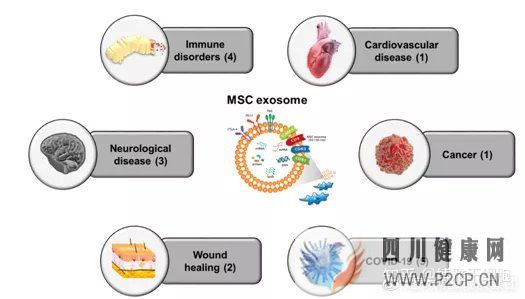 深度!一文读懂间充质干细胞外泌体与疾病的治疗(图26)