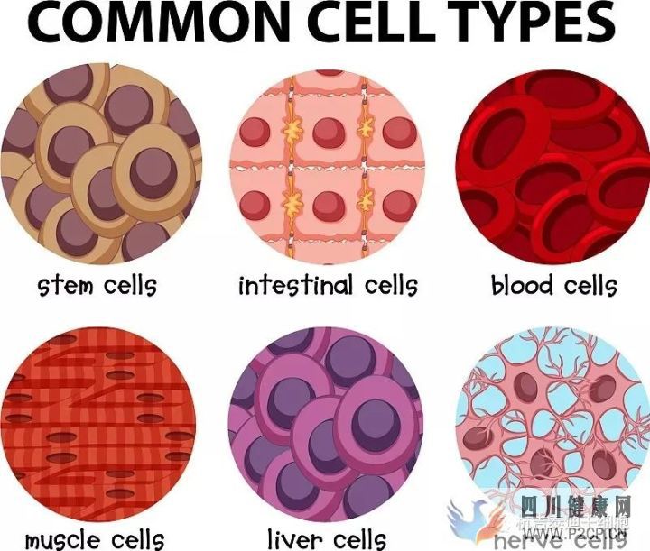 什么是间充质干细胞有什么作用功效(图1)