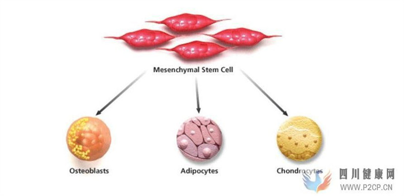 什么是间充质干细胞有什么作用功效(图4)