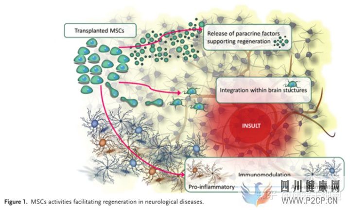 新综述总结间充质干细胞治疗多种神经系统疾病潜力...(图3)