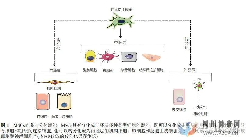 间充质干细胞移植治疗疾病的基本原理(图7)