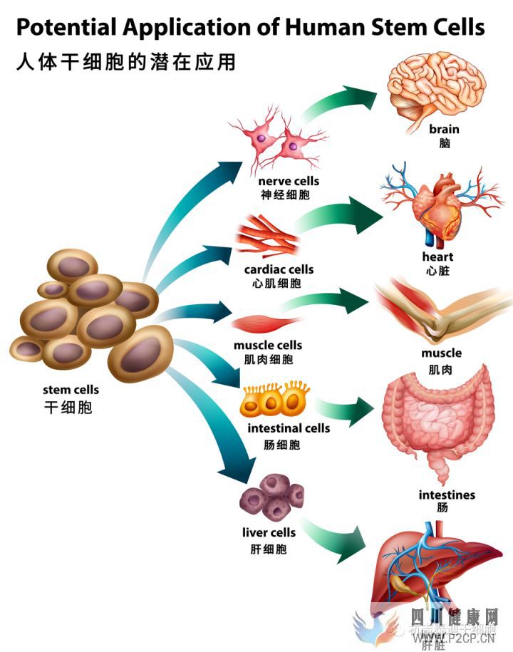 间充质干细胞移植治疗疾病的基本原理(图12)