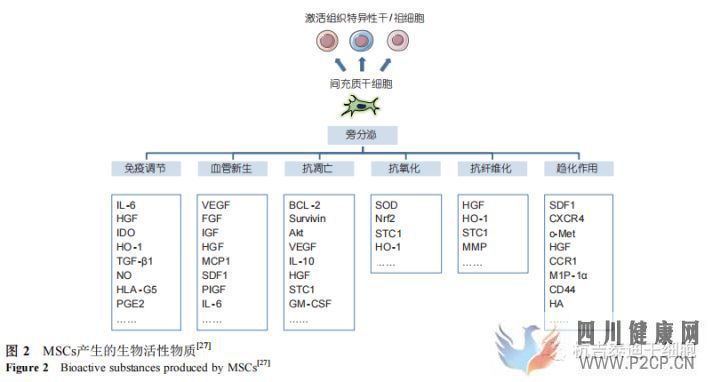 间充质干细胞移植治疗疾病的基本原理(图9)