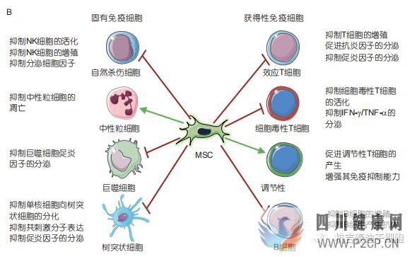 间充质干细胞移植治疗疾病的基本原理(图13)