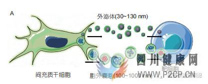 间充质干细胞移植治疗疾病的基本原理(图15)