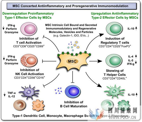 研究称，间充质干细胞调节人体免疫系统，有潜力治疗多种疾病(图1)