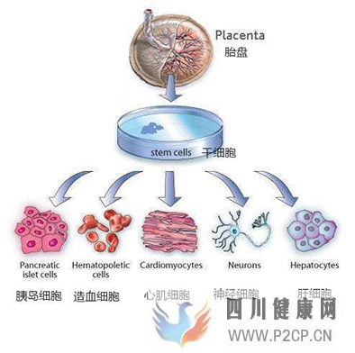 胎盘间充质干细胞三大特性，治疗多种疾病前景广阔！(图1)