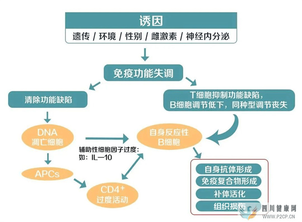 间充质干细胞——治疗系统性红斑狼疮的新希望(图2)