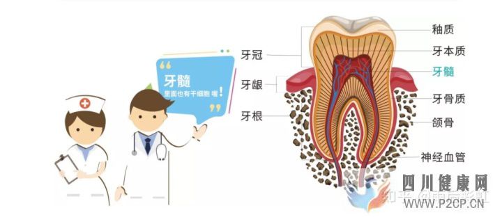 牙髓干细胞应用进展摘取(图1)