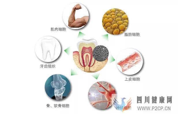 爱牙日乳牙干细胞存储,守护全家人健康(图4)