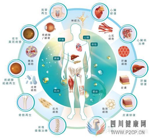 牙齿内心里的宝——牙髓干细胞(图4) 牙齿内心里的宝——牙髓干细胞(图4)