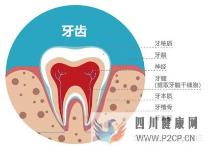 牙齿内心里的宝——牙髓干细胞(图5)