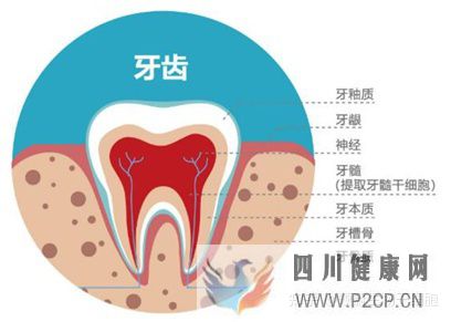 牙齿内心里的宝——牙髓干细胞(图6) 牙齿内心里的宝——牙髓干细胞(图6)